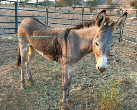 Burro Healing Following Newest Arrow Attack on Feral Donkeys in the Golden State
